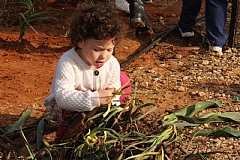 ט"ו בשבט תשע"ו בגני הילדים