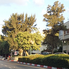 רישוי עסקים ושילוט